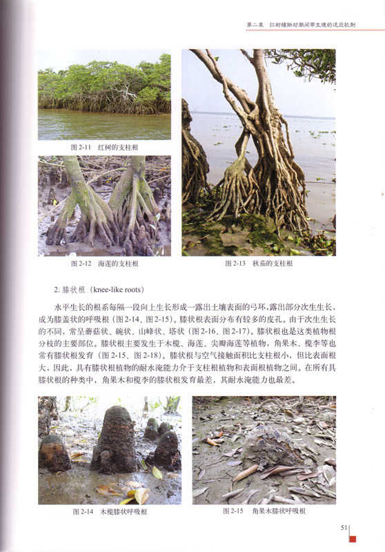 The Mangroves of China - aus dem Buch